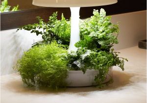 Desktop Plant Light 637 Best Cool Products Images On Pinterest Cool Things Cool Stuff