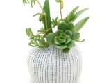 Desktop Plant Light Porcelain Vase Pots Flower Pots Cactus Small Plants Succulents