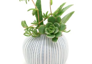 Desktop Plant Light Porcelain Vase Pots Flower Pots Cactus Small Plants Succulents