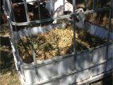 Diy Goat Hay Rack Ibc tote Turned to Diy Hay Feeder for Calves Great for Goats or