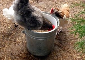 Diy Heat Lamp for Chickens Breakfast Of Champion Layers Community Chickens