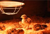 Diy Heat Lamp for Chickens How to Build A Brooder Farm Living Pinterest Modern Farmer