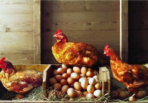 Diy Heat Lamp for Chickens Keep Your Laying Hens Happy Through the Winter