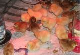 Diy Heat Lamp for Chickens Reader Questions Heat Lamps and Baby Chicks Community Chickens
