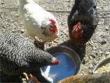Diy Heat Lamp for Chickens Watering Backyard Chickens