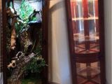 Diy Reptile Rack System Reptile Furniture Cage Curio Cabinet This Would Be Great for A