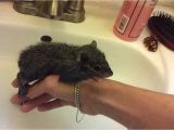 Do I Need A Baby Bathtub Baby Squirrel Sugar Taking Her First Bath
