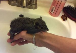 Do I Need A Baby Bathtub Baby Squirrel Sugar Taking Her First Bath