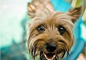 Dog Bathtubs for Sale Australia 17 Best Images About Silky Terrier On Pinterest