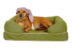 Dog Hair Friendly Rugs A Flowchart Guide to Choosing A Dog Bed Wsj