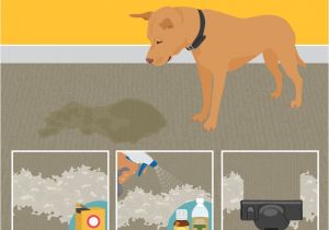 Dog Hair Friendly Rugs Best Stain Removal Tricks for Your Clothes Furniture and Floors