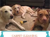 Dog Hair Friendly Rugs Getting Pet Hair Out Of Carpets A Pet Hack From Sarcastic Dog