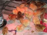 Dog House Heat Lamp Reader Questions Heat Lamps and Baby Chicks Community Chickens