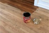 Dog Pee On Hardwood Floors Urine Smell Hardwood Floor Podemosleganes