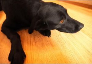 Dog Pee Smell On Wood Floors How to Remove Pet Stains On Hardwood Floors