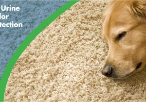 Dried Dog Pee On Wood Floor Pet Odor Removal Chem Dry Of Madison