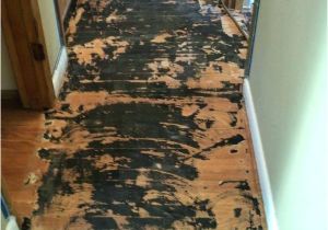 Fix Scratched Polyurethane Wood Floors How to Fix Prefinished Hardwood Floor Scratches Carpet
