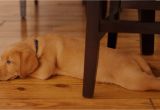 Floor Store Dublin Carpet One Of San Ramon Dublin Hardwood Flooring San Ramon Hardwood Flooring Danville