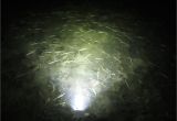 Floundering Lights Gigging Lights Flounder Led Gigging Lightloomis Led