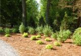 Forest Floor Mulch Auckland How to Landscape A Shady Yard Diy