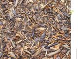 Forest Floor Mulch Bark Mulch Stock Photo Image Of Structure Garden Surface 34994694