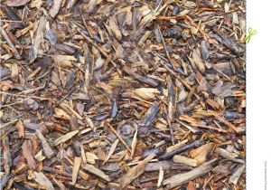 Forest Floor Mulch Bark Mulch Stock Photo Image Of Structure Garden Surface 34994694
