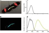 Furnace Uv Light Ultraviolet and Yellow Reflectance but Not Fluorescence is Important