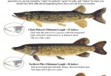 Gar Lure Chair Identification Poster Of Tiger Muskie northern Pike and Chain