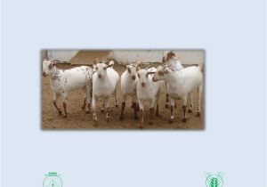 Goat Air Chair for Sale Central Institute Research Goat Goat Heritability