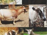 Goat Hay Rack 113 Best Goats Images On Pinterest Baby Goats Raising Goats and