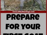 Goat Hay Rack 164 Best Goats Images On Pinterest Goat Farming Raising Goats and