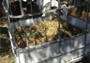 Goat Hay Rack Ibc tote Turned to Diy Hay Feeder for Calves Great for Goats or