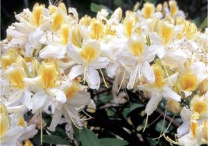 Golden Lights Azalea Azalea northern Hi Lights at Wayside Gardens