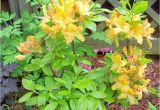 Golden Lights Azalea Plantfiles Pictures Rhododendron Azalea Golden Lights