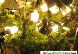 Grow Light Setup Easy Beginner Grow Cannabis Guide W Cfl Grow Lights How to Grow