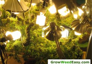 Grow Light Setup Easy Beginner Grow Cannabis Guide W Cfl Grow Lights How to Grow