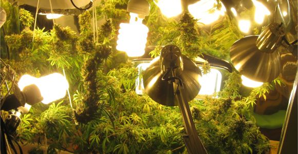 Grow Lights for Weed Easy Beginner Grow Cannabis Guide W Cfl Grow Lights How to Grow