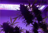 Grow Lights for Weed Growing Marijuana Under Led Grow Lights Requires A Special