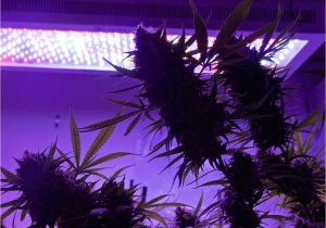 Grow Lights for Weed Growing Marijuana Under Led Grow Lights Requires A Special