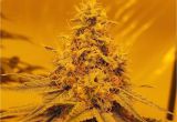 Grow Lights for Weed How to Grow Marijuana and Weed to Produce Quality Buds We Show You