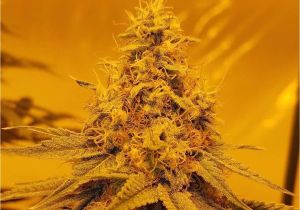 Grow Lights for Weed How to Grow Marijuana and Weed to Produce Quality Buds We Show You