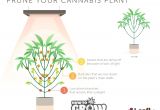Grow Lights for Weed Marijuana Vegetative Growth Pruning Weed Pinterest Cannabis