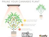 Grow Lights for Weed Marijuana Vegetative Growth Pruning Weed Pinterest Cannabis