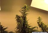 Grow Lights for Weed This Long Foxtail formed because the Plant Was Extremely Stressed