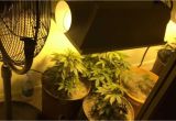 Grow Lights for Weed Tips Information Basics to Indoor Closet Marijuana Grow