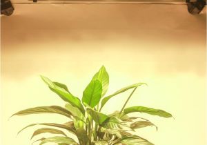 Grow Lights for Weed Ultra Thin Cob Led Plant Grow Light Full Spectrum Blacksun S6 Led