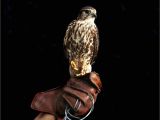 Hawk Merlin Floor Machine Birds Of Prey Bigger Picture Gallery