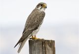 Hawk Merlin Floor Machine Dfw Raptors Hawks Falcons and Eagles Dfw Urban Wildlife