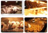 Heat Lamp for Chickens New Arrive Reptiles Breeding Animals Warm Light Heating Bulb Heat