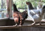 Heat Lamp for Chickens Tractor Supply How to Raise Egg Laying Chickens Youtube
